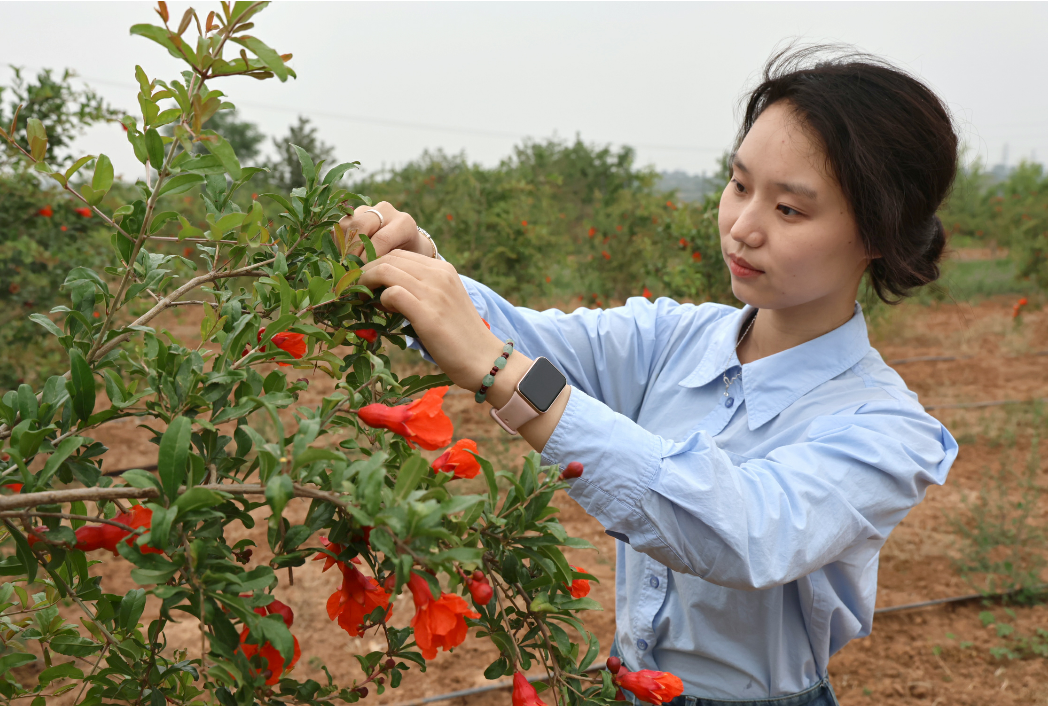  洛阳孟津区：石榴花开 映红致富路
